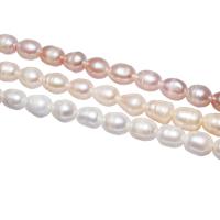 Krumpir Kulturan Slatkovodni Pearl perle, s troll, više boja za izbor, 10-11mm, Rupa:Približno 2.5mm, Prodano Per 15 inčni Strand