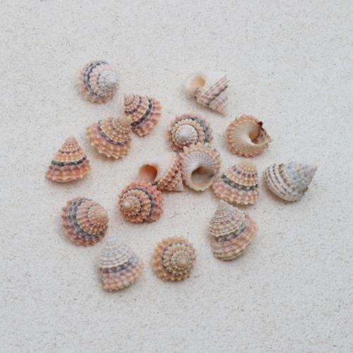 الطبيعية البوق شل المعلقات, محارة, ديي, أحمر, shell size 14-25mm, تباع بواسطة PC