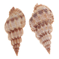 Natūralus Trimitas "Shell Pakabukai