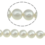 Perles de nacre rondes de culture d'eau douce, perle d'eau douce cultivée, naturel, blanc, Niveau AA, 8-9mm, Trou:Environ 0.8mm, Vendu par 15 pouce brin