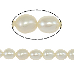 Rice Kulturan Slatkovodni Pearl perle, Riža, prirodan, bijel, ocjena, 5-6mm, Rupa:Približno 0.8mm, Prodano Per Približno 14 inčni Strand