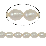 Ris odlad sötvattenspärla pärlor, Freshwater Pearl, naturlig, vit, Grade A, 5-6mm, Hål:Ca 0.8mm, Såld Per 14.5 inch Strand