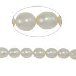 Ris odlad sötvattenspärla pärlor, Freshwater Pearl, naturlig, vit, Grade A, 6-7mm, Hål:Ca 0.8mm, Såld Per 15 inch Strand