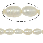 Ris odlad sötvattenspärla pärlor, Freshwater Pearl, naturlig, vit, Grade A, 6-7mm, Hål:Ca 0.8mm, Såld Per Ca 14 inch Strand