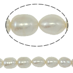 Ris odlad sötvattenspärla pärlor, Freshwater Pearl, naturlig, vit, Grade A, 10-11mm, Hål:Ca 0.8mm, Såld Per 15 inch Strand