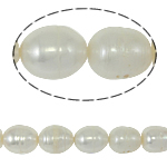 Perles d'eau douce de culture de riz, perle d'eau douce cultivée, naturel, blanc, grade A, 11-12mm, Trou:Environ 0.8mm, Vendu par 14.5 pouce brin