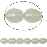 Ris odlad sötvattenspärla pärlor, Freshwater Pearl, naturlig, vit, Grade A, 10-11mm, Hål:Ca 0.8mm, Såld Per 14.5 inch Strand