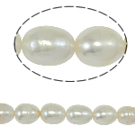 Ris odlad sötvattenspärla pärlor, Freshwater Pearl, naturlig, vit, Grade A, 10-11mm, Hål:Ca 0.8mm, Såld Per 14.5 inch Strand