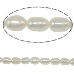 Rice Kulturan Slatkovodni Pearl perle, Riža, prirodan, bijel, ocjena, 3-4mm, Rupa:Približno 0.8mm, Prodano Per 14.5 inčni Strand