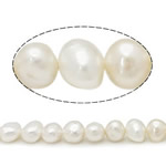 Grânulos pérolas cultivads de água doce, Pérolas de água doce, Batata, naturais, branco, Grade AA, 7-8mm, Buraco:Aprox 0.8mm, vendido para Aprox 14 inchaltura Strand