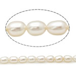 Ris odlad sötvattenspärla pärlor, Freshwater Pearl, naturlig, vit, Grade A, 3.8-4.2mm, Hål:Ca 0.8mm, Såld Per 15 inch Strand