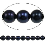 Grânulos de pérolas  cultivadas de água doce de forma redomda., Pérolas de água doce, Roda, naturais, preto, Grade A, 10-11mm, Buraco:Aprox 0.8mm, vendido para 15 inchaltura Strand