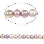 Barock odlad sötvattenspärla pärlor, Freshwater Pearl, Rund, purpur, 10-11mm, Hål:Ca 0.8mm, Såld Per 15 inch Strand