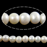 Barokna Kulturan Slatkovodni Pearl perle, Krug, bijel, 9-10mm, Rupa:Približno 2mm, Prodano Per 15 inčni Strand