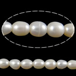 Ris odlad sötvattenspärla pärlor, Freshwater Pearl, naturlig, vit, Grade A, 8-9mm, Hål:Ca 2mm, Såld Per 15 inch Strand