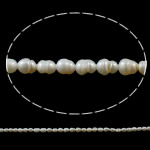 Rice ferskvandskulturperle Beads, Ferskvandsperle, Ris, naturlig, hvid, klasse A, 3-4mm, Hole:Ca. 1mm, Solgt Per Ca. 14 inch Strand