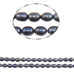 Ris odlad sötvattenspärla pärlor, Freshwater Pearl, naturlig, mörkt lila, Grade A, 5mm, Hål:Ca 0.8mm, Såld Per 15 inch Strand