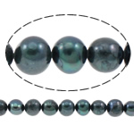 Perles nacres pommes de terre de culture d'eau douce, perle d'eau douce cultivée, pomme de terre, bleue-noir, 8-9mm, Trou:Environ 0.8mm, Vendu par Environ 14.5 pouce brin