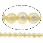 Perles nacres pommes de terre de culture d'eau douce, perle d'eau douce cultivée, pomme de terre, Jaune, 10-11mm, Trou:Environ 0.8mm, Vendu par Environ 14.5 pouce brin