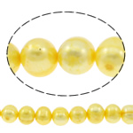 Perles nacres pommes de terre de culture d'eau douce, perle d'eau douce cultivée, pomme de terre, Jaune, 10-11mm, Trou:Environ 0.8mm, Vendu par Environ 14.5 pouce brin