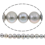 Perles nacres pommes de terre de culture d'eau douce, perle d'eau douce cultivée, pomme de terre, gris, 10-11mm, Trou:Environ 0.8mm, Vendu par Environ 14.5 pouce brin