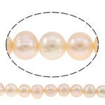 Krumpir Kulturan Slatkovodni Pearl perle, prirodan, roze, 10-11mm, Rupa:Približno 0.8mm, Prodano Per Približno 14.5 inčni Strand