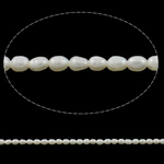 Rýže kultivované sladkovodní perle, Sladkovodní Pearl, přírodní, bílý, Grade, 2-3mm, Otvor:Cca 0.8mm, Prodáno za 15 inch Strand