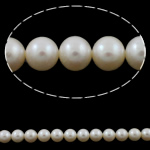 Babhta coirníní saothraithe Diúilicín Péarla, Pearl Fionnuisce, nádúrtha, bán, Grád AAA, 8-9mm, Poll:Thart 0.8mm, Díolta Per 15.5 Inse Snáithe