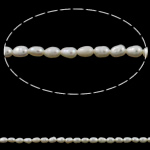 Ris odlad sötvattenspärla pärlor, Freshwater Pearl, naturlig, vit, Grade A, 3-4mm, Hål:Ca 0.8mm, Såld Per 15 inch Strand