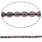 Rýže kultivované sladkovodní perle, Sladkovodní Pearl, nachový, Grade AA, 5-6mm, Otvor:Cca 0.8mm, Prodáno za 16 inch Strand