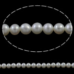 Runde ferskvandskulturperle Beads, Ferskvandsperle, naturlig, hvid, Grade AAA, 5-5.5mm, Hole:Ca. 0.8mm, Solgt Per Ca. 15.7 inch Strand