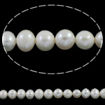 Prátaí Saothraithe coirníní Péarla Fionnuisce, Pearl Fionnuisce, nádúrtha, bán, 6-8mm, Poll:Thart 0.8mm, Díolta Per Thart 15.7 Inse Snáithe