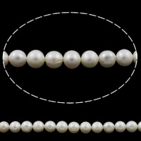 Prátaí Saothraithe coirníní Péarla Fionnuisce, Pearl Fionnuisce, nádúrtha, bán, 8-9mm, Poll:Thart 0.8mm, Díolta Per Thart 15.7 Inse Snáithe