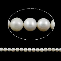 Prátaí Saothraithe coirníní Péarla Fionnuisce, Pearl Fionnuisce, nádúrtha, bán, 10-11mm, Poll:Thart 0.8mm, Díolta Per 15 Inse Snáithe