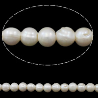 Prátaí Saothraithe coirníní Péarla Fionnuisce, Pearl Fionnuisce, nádúrtha, bán, 10-11mm, Poll:Thart 2.5mm, Díolta Per Thart 14.3 Inse Snáithe