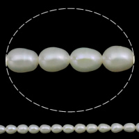 Ris odlad sötvattenspärla pärlor, Freshwater Pearl, naturlig, vit, Grade AA, 5-6mm, Hål:Ca 0.8mm, Såld Per Ca 15 inch Strand