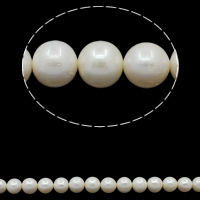 Perles de nacre rondes de culture d'eau douce, perle d'eau douce cultivée, naturel, blanc, grade A, 10-11mm, Trou:Environ 0.8mm, Vendu par Environ 15.7 pouce brin