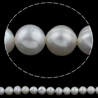 Babhta coirníní saothraithe Diúilicín Péarla, Pearl Fionnuisce, nádúrtha, bán, 10-11mm, Poll:Thart 0.8mm, Díolta Per Thart 14.3 Inse Snáithe