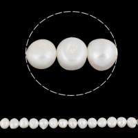 Coirníní Bharócach saothraithe Diúilicín Péarla, Pearl Fionnuisce, nádúrtha, bán, 11-12mm, Poll:Thart 0.8mm, Díolta Per Thart 15.5 Inse Snáithe