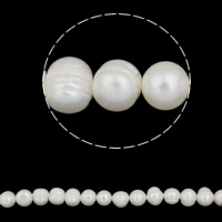 Runda odlad sötvattenspärla pärlor, Freshwater Pearl, vit, Grade A, 11-12mm, Hål:Ca 0.8mm, Såld Per 14.3 inch Strand