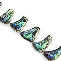 Abalone Shell Beads with Black Shell natural 20-29x31-41x6-7mm Approx 2mm Length Approx 13 Inch Approx Sold By Lot