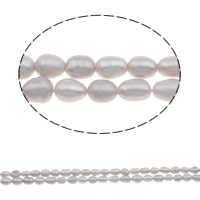 Rýže kultivované sladkovodní perle, Sladkovodní Pearl, přírodní, šedá, Grade, 4-5mm, Otvor:Cca 0.8mm, Prodáno za 15 inch Strand