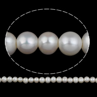 Prátaí Saothraithe coirníní Péarla Fionnuisce, Pearl Fionnuisce, nádúrtha, bán, 11-12mm, Poll:Thart 2.5mm, Díolta De réir Snáithe