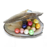 Zoetwater Cultured Love Wish Pearl Oyster, parel, Aardappel, meer kleuren voor de keuze, 9-10mm, Gat:Ca 0.8mm, Verkocht door PC