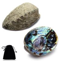 Abalone Schelp Decoratie, met Katoenfluweel, multihole, 150x150x50mm, Gat:Ca 3x2mm, 1/PC, Verkocht door PC