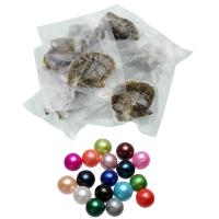 Akoya Cultured Sea Pearl Oyster helmiä, Akoya Viljellyt helmet, sekoitettu, Satunnainen väri, 7-8mm, 20PC/erä, Myymät erä