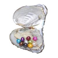 Zoetwater Cultured Love Wish Pearl Oyster, Zoetwater Parel, Rijst, gemengde kleuren, 7-8mm, 10pC's/Lot, Verkocht door Lot