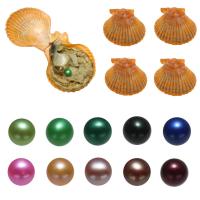 Akoya Cultured Sea Pearl Oesterkralen, Akoya Gekweekte parels, Aardappel, gemengde kleuren, 7-8mm, 10pC's/Bag, Verkocht door Bag