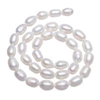 Grânulos de pérolas  cultivadas de água doce  de froma de arroz, Pérolas de água doce, naturais, branco, 8-9mm, Buraco:Aprox 0.8mm, vendido para Aprox 15 inchaltura Strand