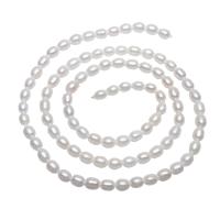 Grânulos pérolas cultivads de água doce, Pérolas de água doce, Batata, naturais, branco, 3-4mm, Buraco:Aprox 0.8mm, vendido para Aprox 15 inchaltura Strand